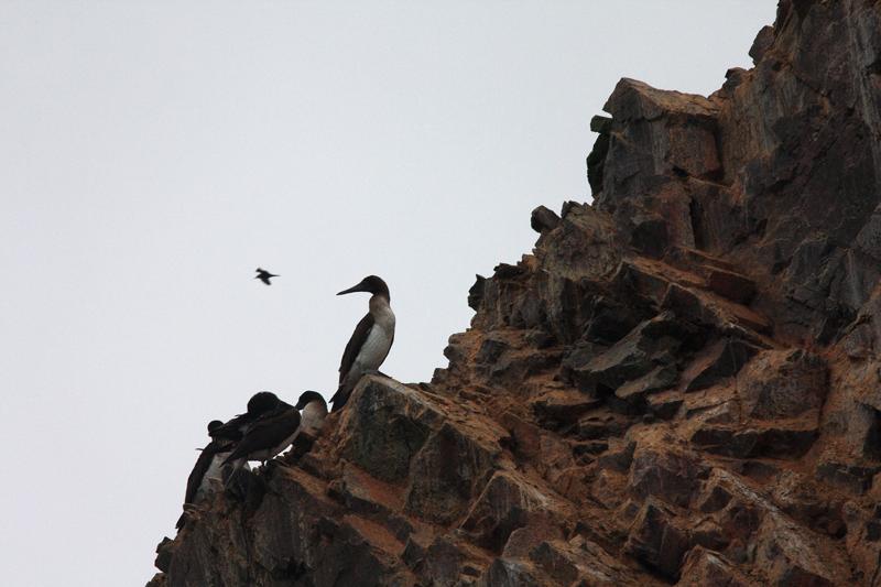 1157-Isole Ballestas,19 luglio 2013.JPG